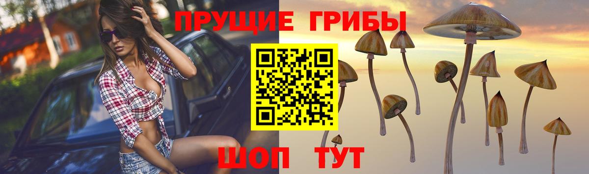 Дивногорск  Галлюциногенные грибы прущие грибы  Вход с VPN 
